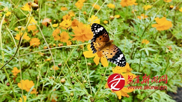 �պ�ʢ�����́�