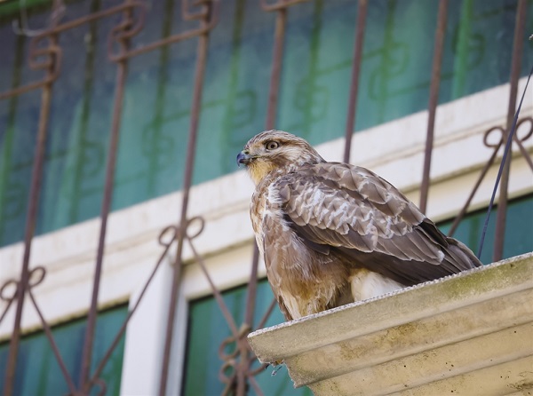 ���޿h�����R�^ӛ��\�B�F��