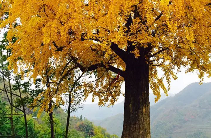 ��ϰ���ʯ���(zh��n)ǧ����y�Ә�����ͯԒ