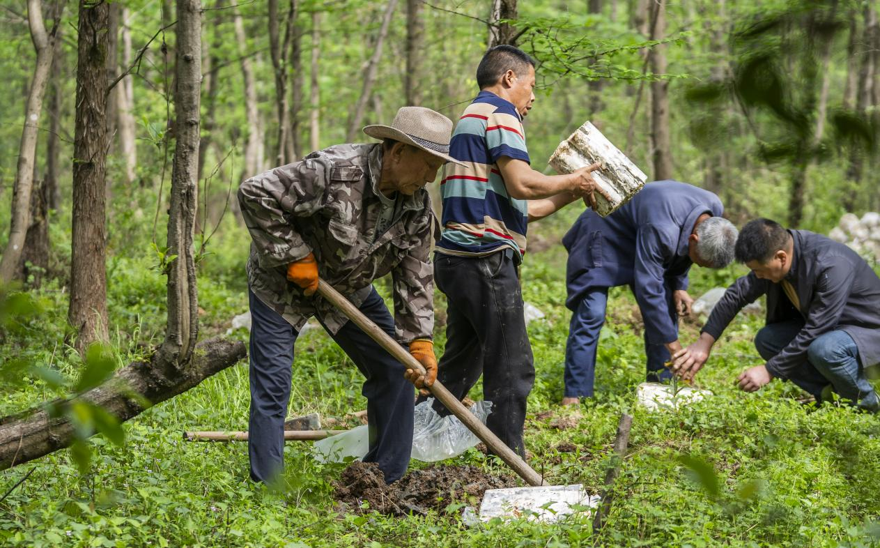 2025年4月16日，江西新余，仙女湖區(qū)河下鎮(zhèn)花園村林場，人們正在搬運、栽植靈芝菌棒。